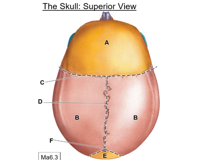 Skull: Superior View Quiz