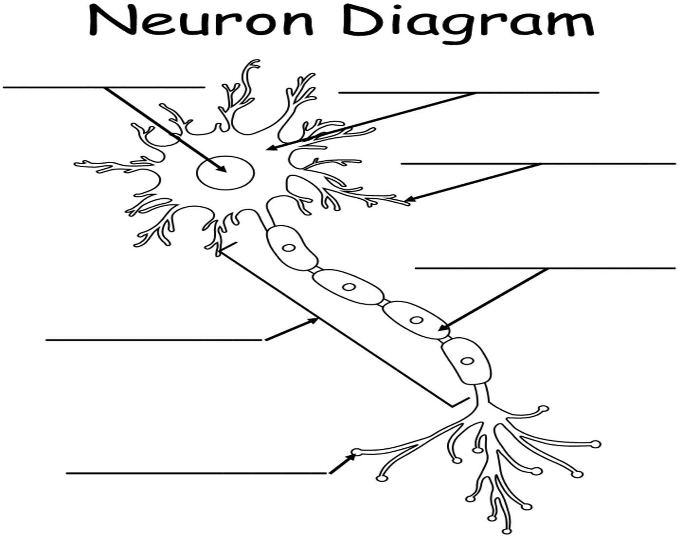 Neuron Diagram Quiz