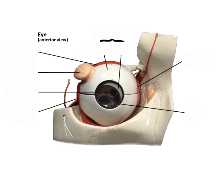 Eye Modle Lab Labeled Eye Model: Biol 1220 labelling Quiz