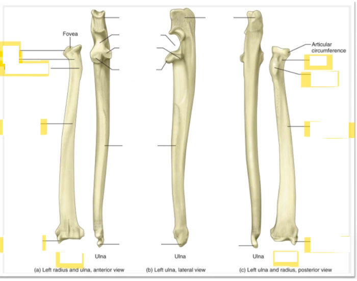 Feline Radius and Ulna Quiz