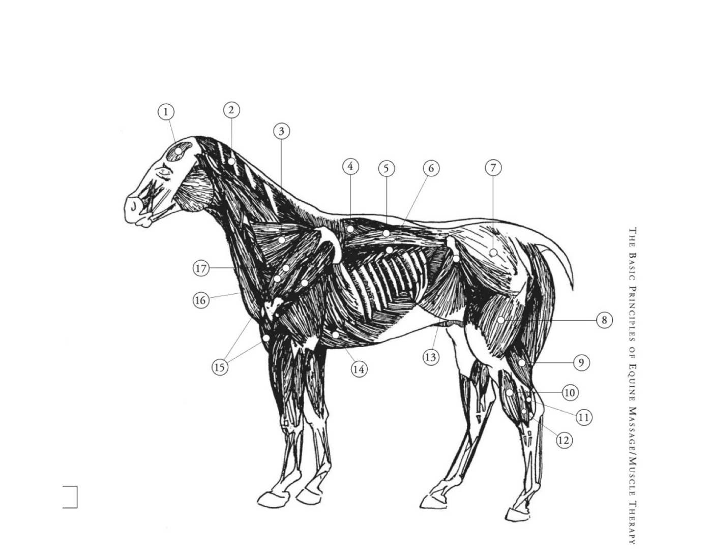 Common Deep Muscles Equine Quiz Common deep muscles equine quiz