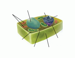 Plant Cell Organelles Labeling Interactive