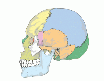 The Human Skull Quiz