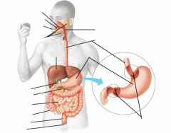 Digestive System Labeling interactive
