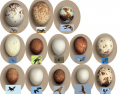 Eggs - British Birds of Prey