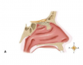 Olfactory System- Nasal Area