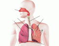 Respiratory System Labeling Interactive