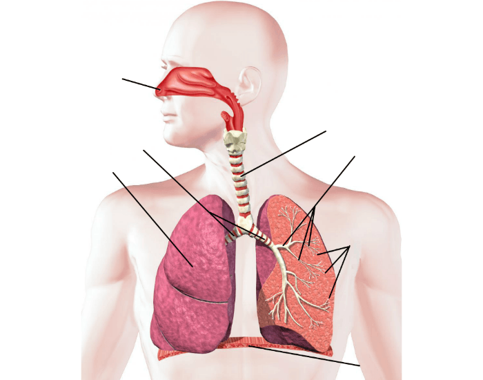 human respiratory system unlabeled diagram