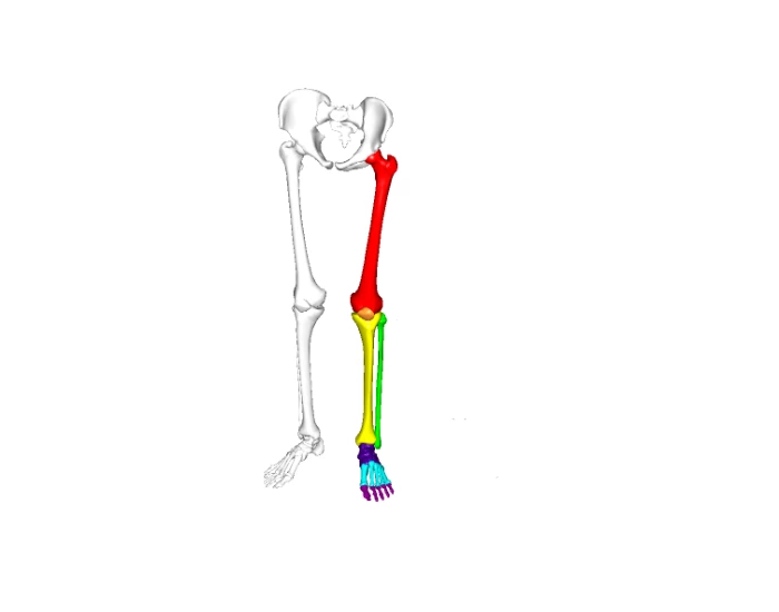 Human Leg Anatomy Quiz
