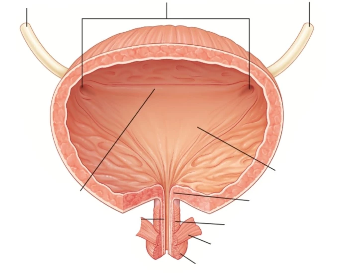 Bladder Game bladder Quiz
