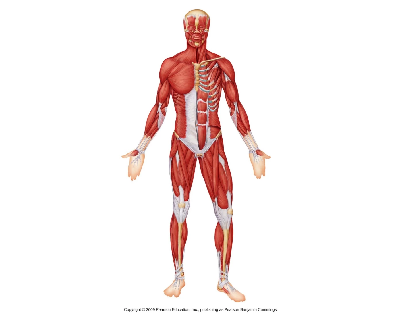 front view of the muscle system Quiz