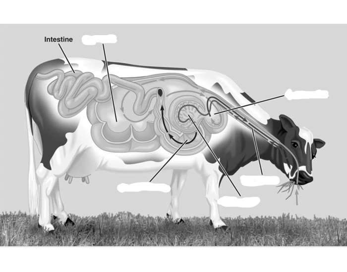 Blank Rumen Digestive System Quiz