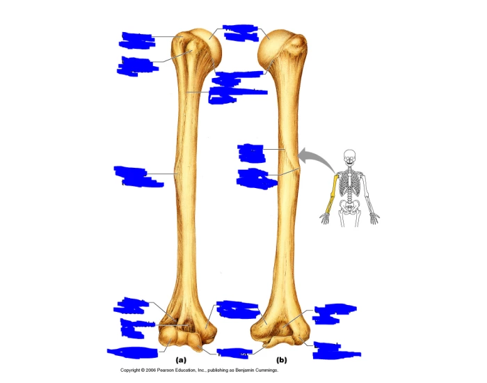 right-upper-arm-bone-quiz