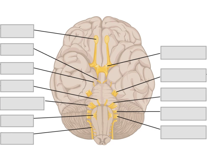 Cranial Nerves Labeling Practice Quiz Cranial nerves labeling practice quiz