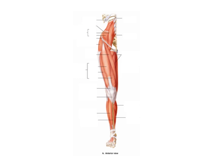 Leg Back Labelling Anterior Leg Muscle Labelling Quiz