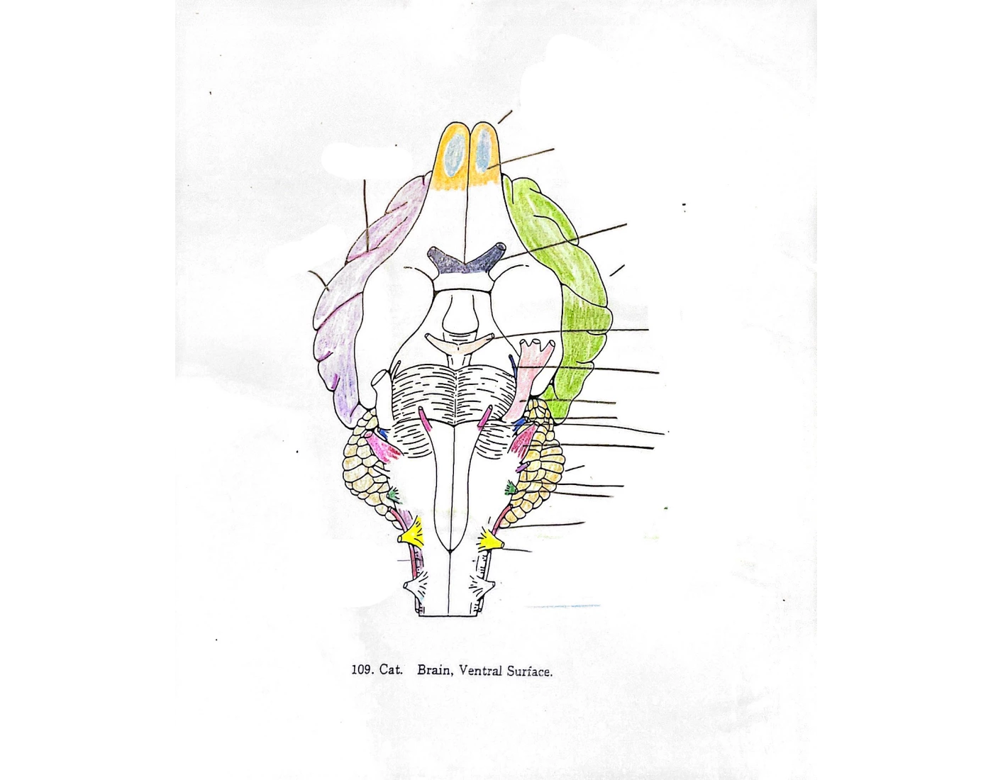 Cat Section Ventral Surface of the Cat Brain — Printable Worksheet