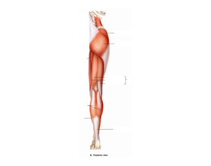 Leg Back Labelling Posterior Leg Muscle Labelling Quiz