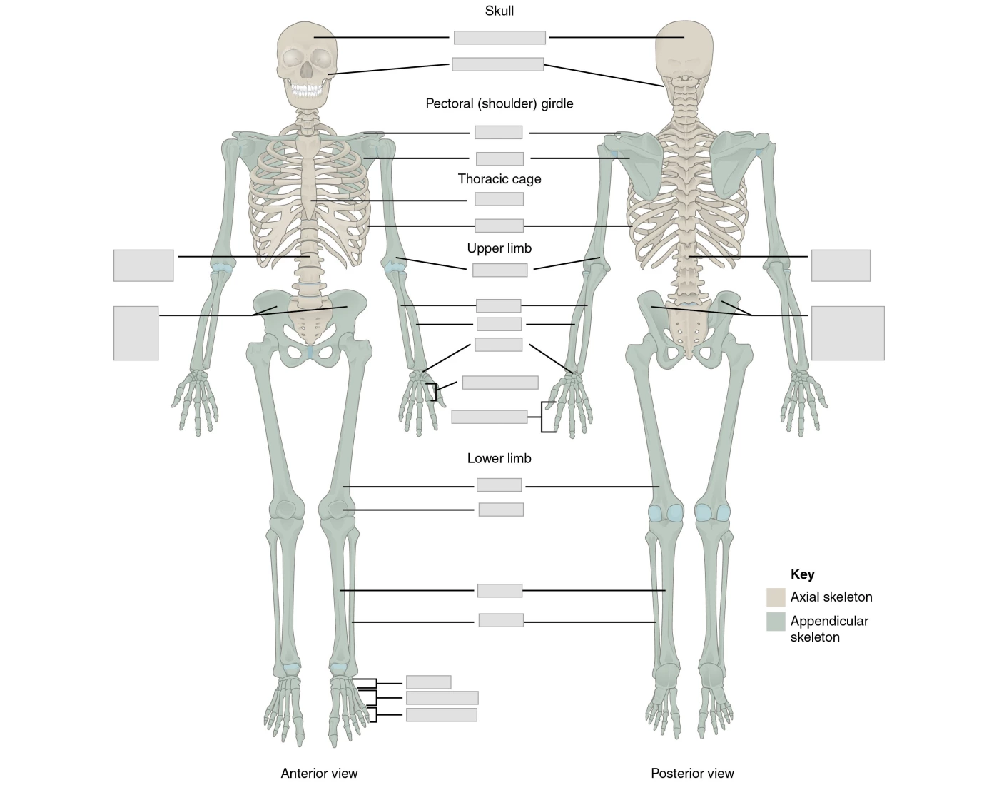 Axial And Appendicular Skeleton Quiz axial-and-appendicular-skeleton-quiz