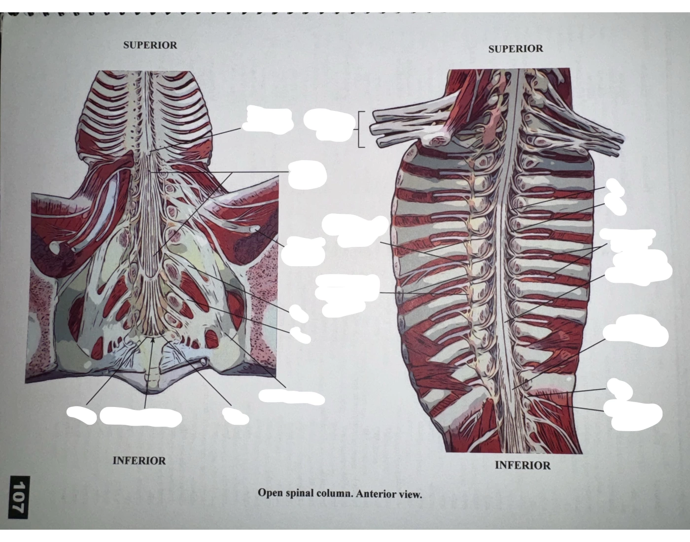 Spinal Column Point Open spinal column. Anterior view. — Printable Worksheet