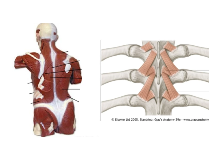 Superficial Back Muscles Quiz