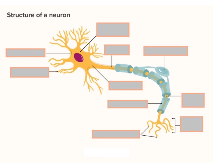 Neuron, structure Quiz