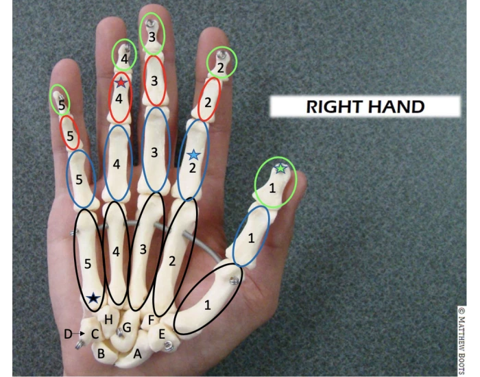 Drawing Hand Id Code Hand ID Quiz