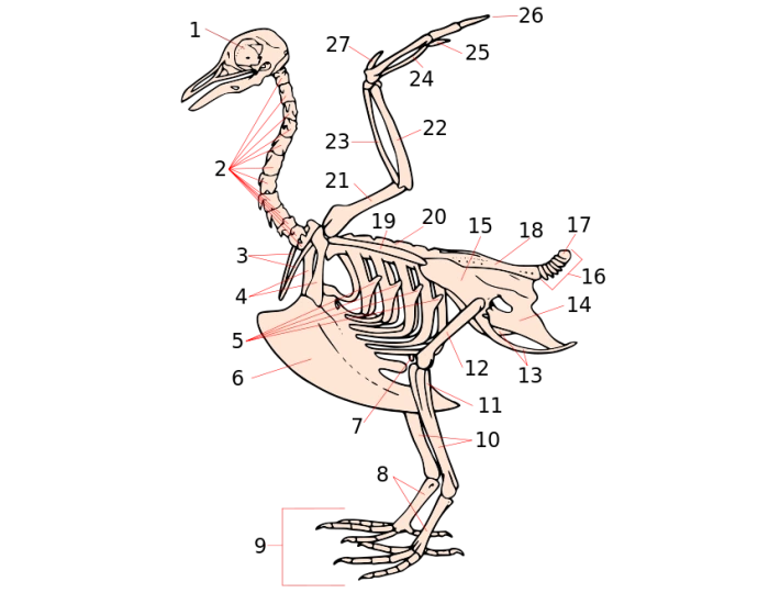 Avian Anatomy Quiz Avian Anatomy Quiz