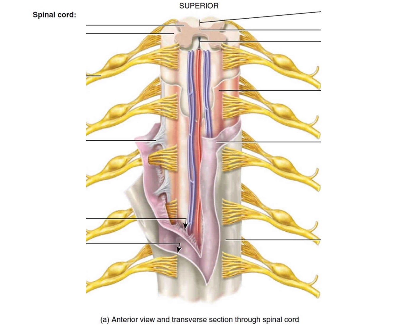 Neurology: Spinal Cord Meninges Quiz Biology Diagrams