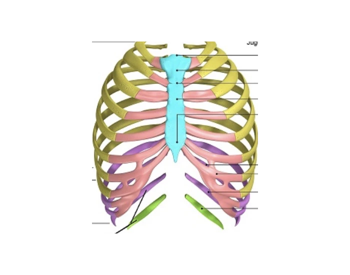 What Is Rts Ribs Cap Off ribs Quiz