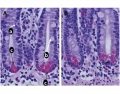 Intestinal gland cell histology