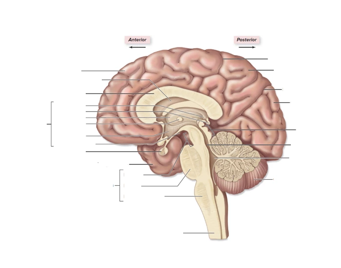 Brain Parts Quiz Brain parts quiz
