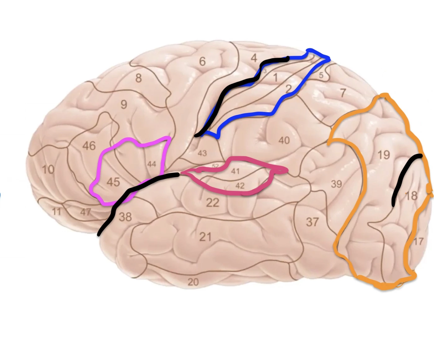 Brodmann's Areas Quiz