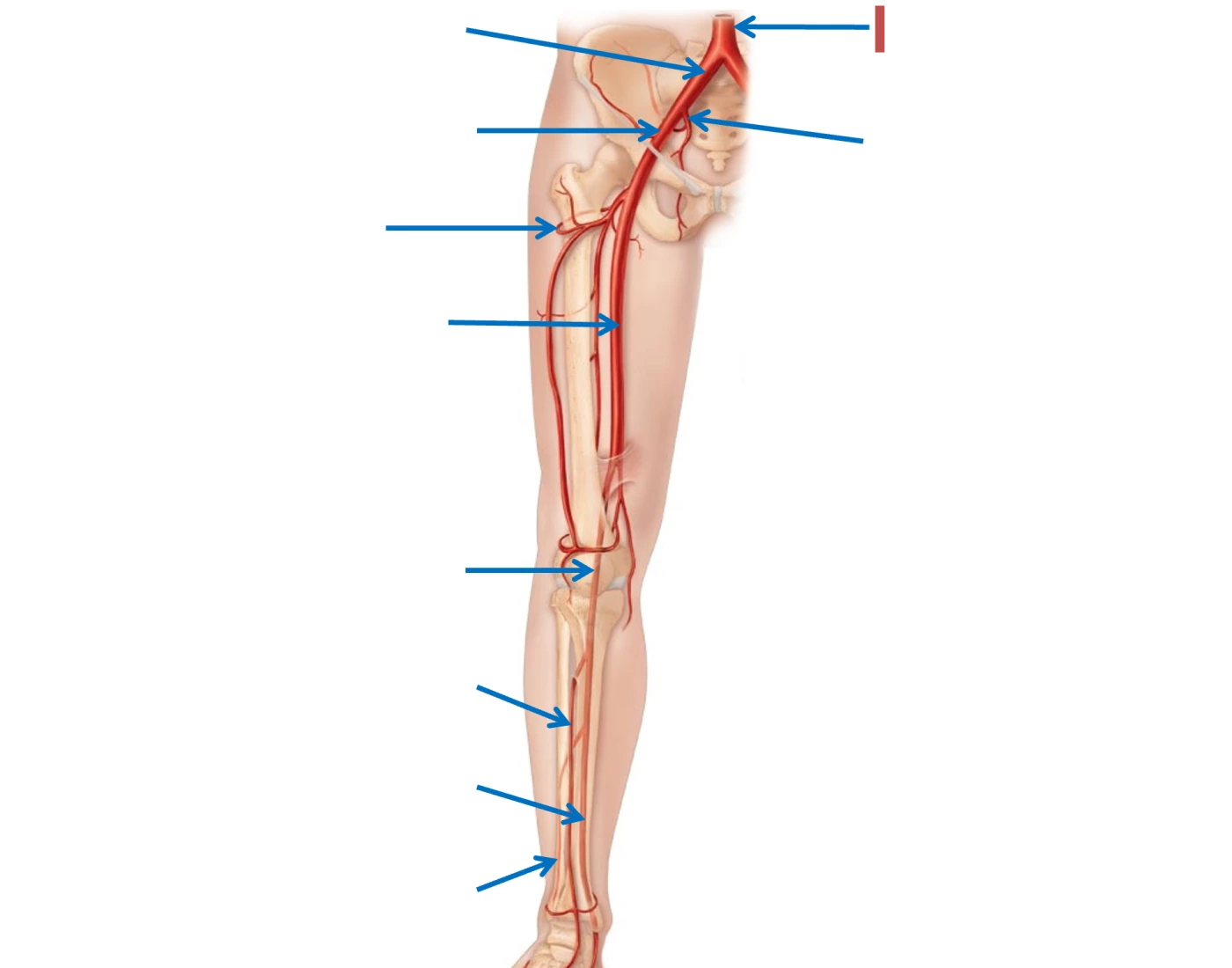 major-arteries-of-the-pelvis-and-lower-limb-quiz