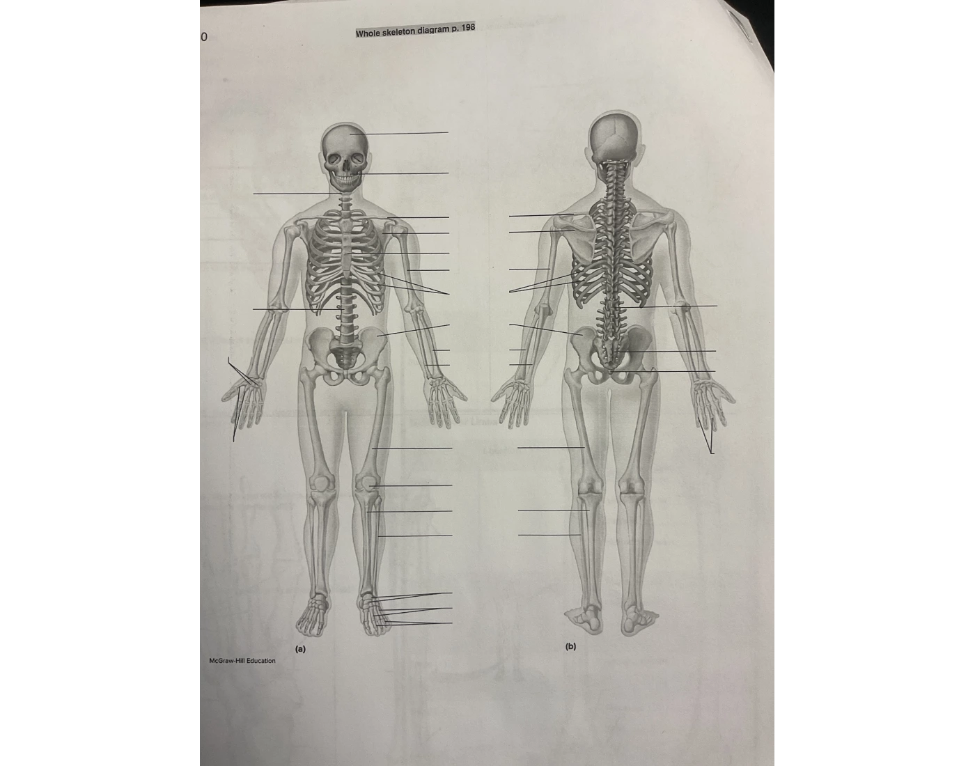 Whole skeleton diagram Quiz Biology Diagrams
