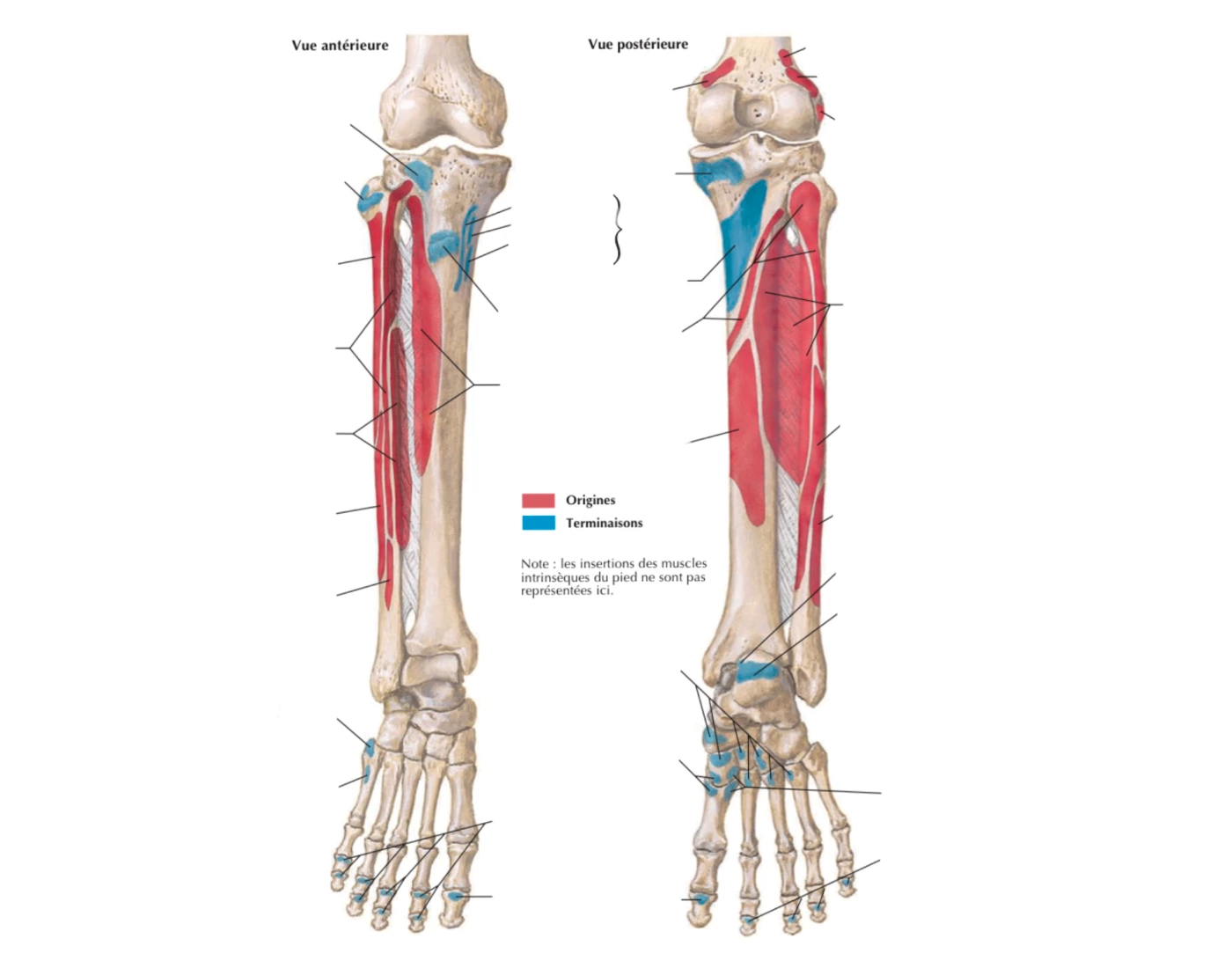 Trivia Tibia Anatomie : Tibia / Fibula (myologie) Quiz