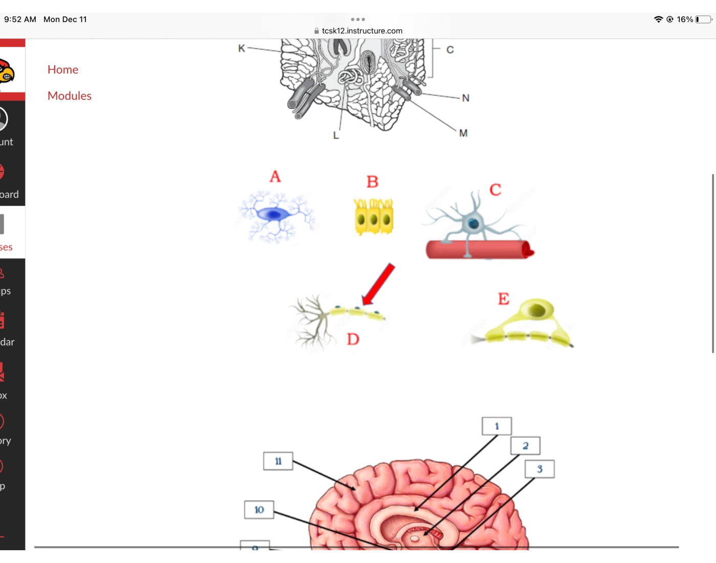 Labeling Neuron Cells Quiz