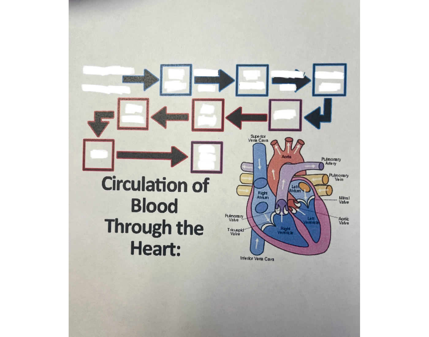 Flow of blood through the heart Quiz
