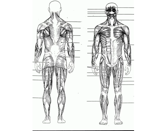 Muscles Quiz Muscles Quiz