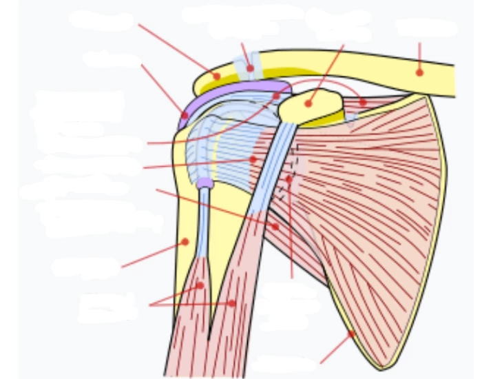 Shoulder Anatomy Quiz