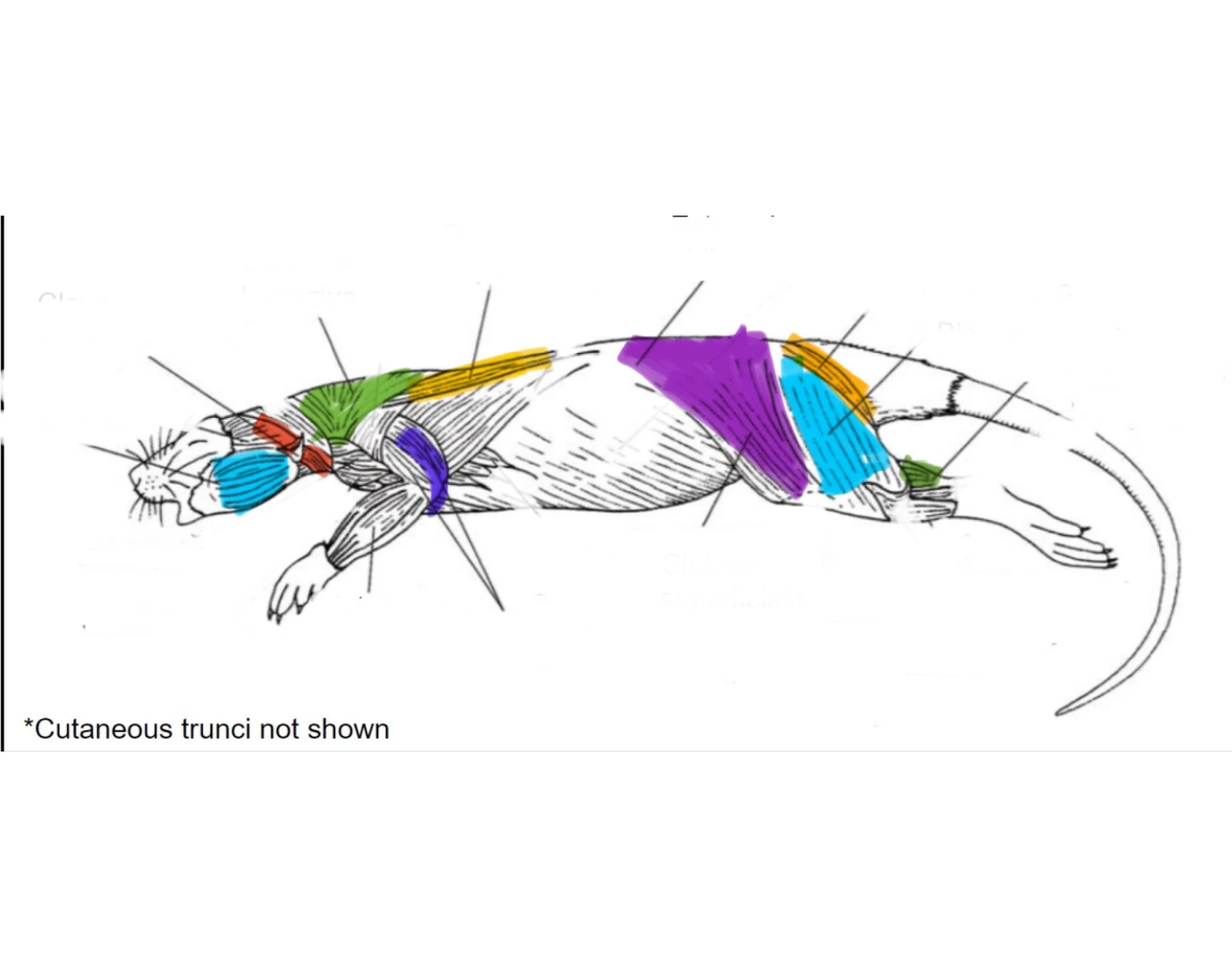Rat Muscles Lateral External Rat Muscle Quiz