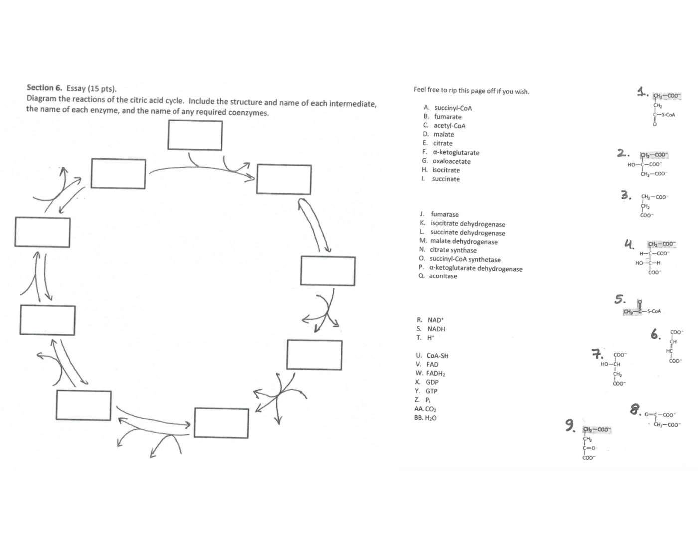 Krebs Cycle Quiz
