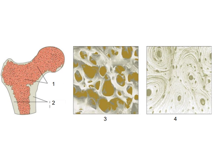 Structure of Bone Quiz