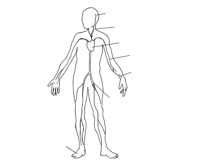 Pulse points Quiz Biology Diagrams