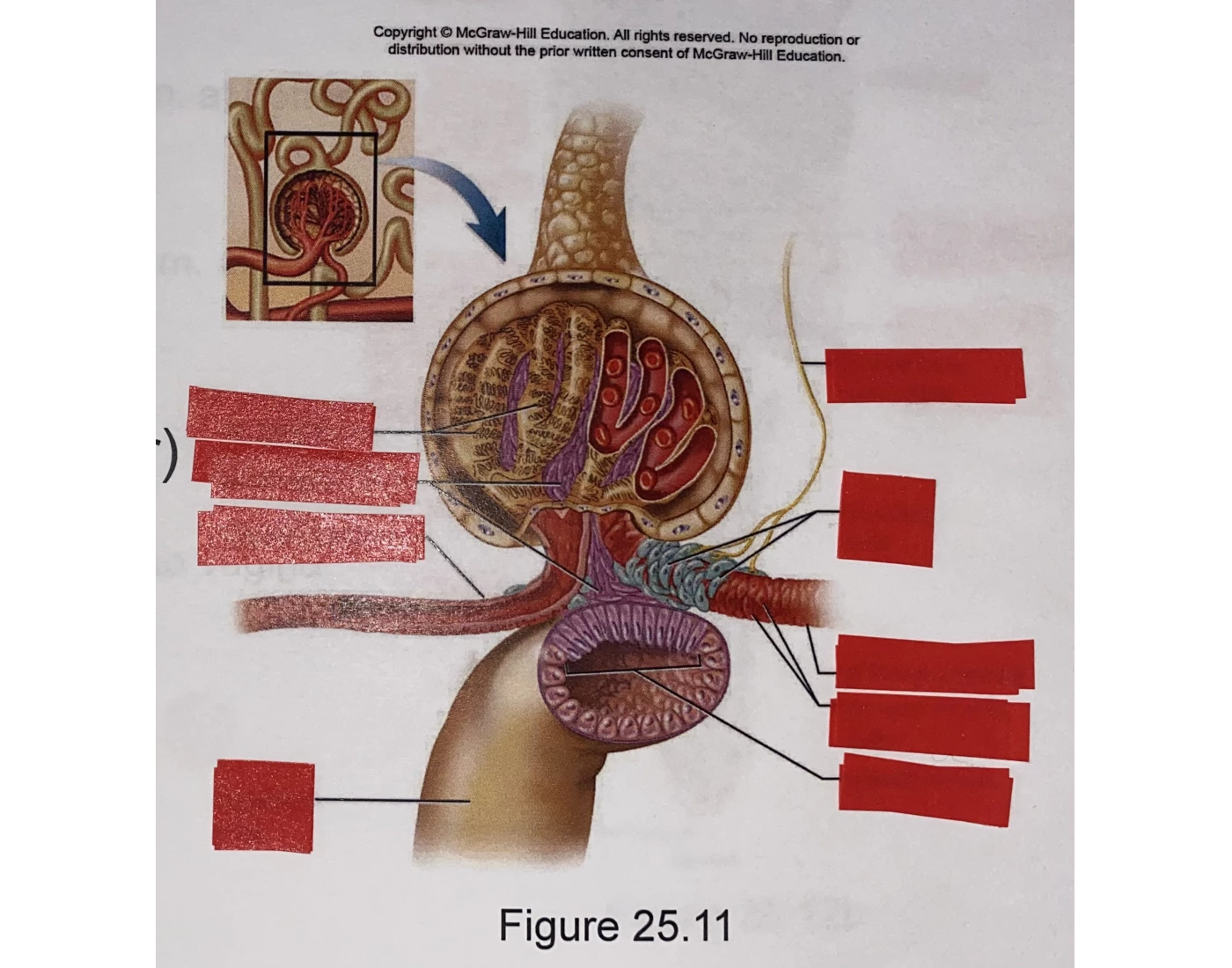 Structures of the Renal Tubule Quiz