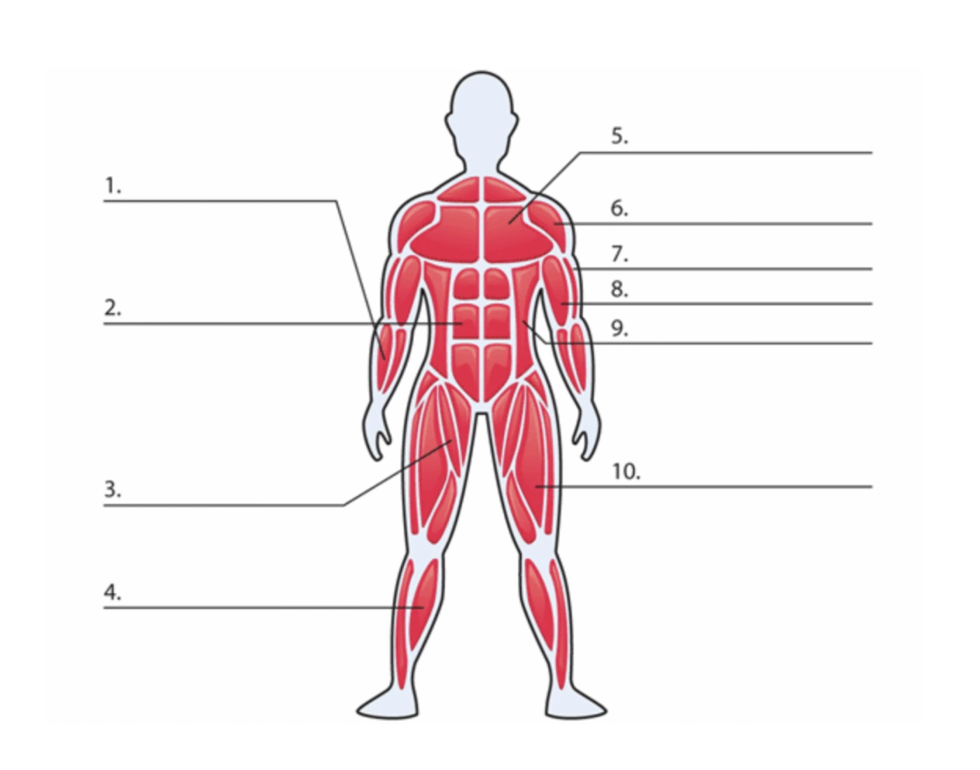 Human Muscle Simple Quiz