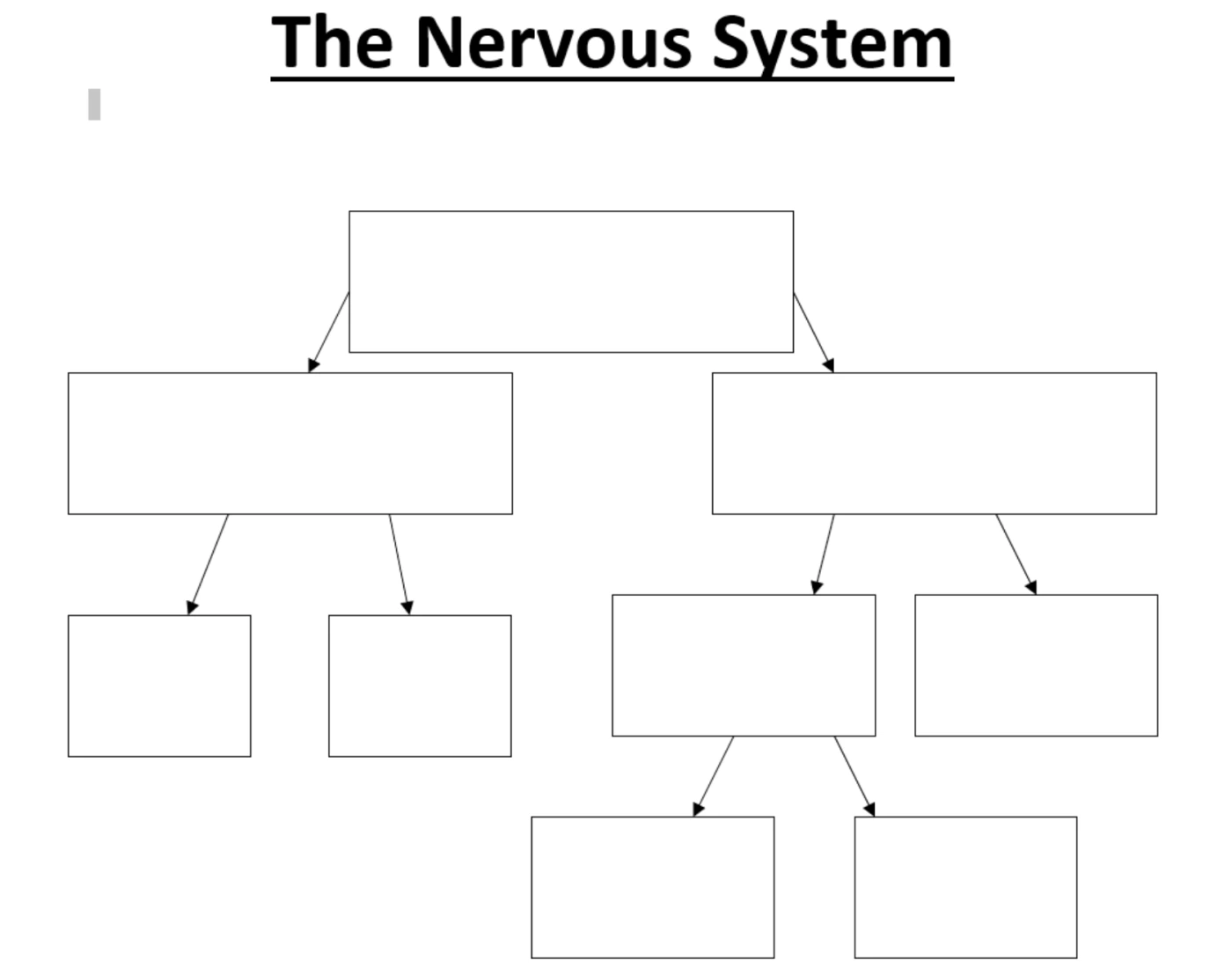 The Nervous System Quiz