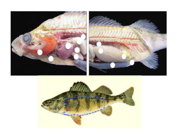 Dissection Fish Drawing SNC-2D Fish Dissection Diagram - Schach Quiz
