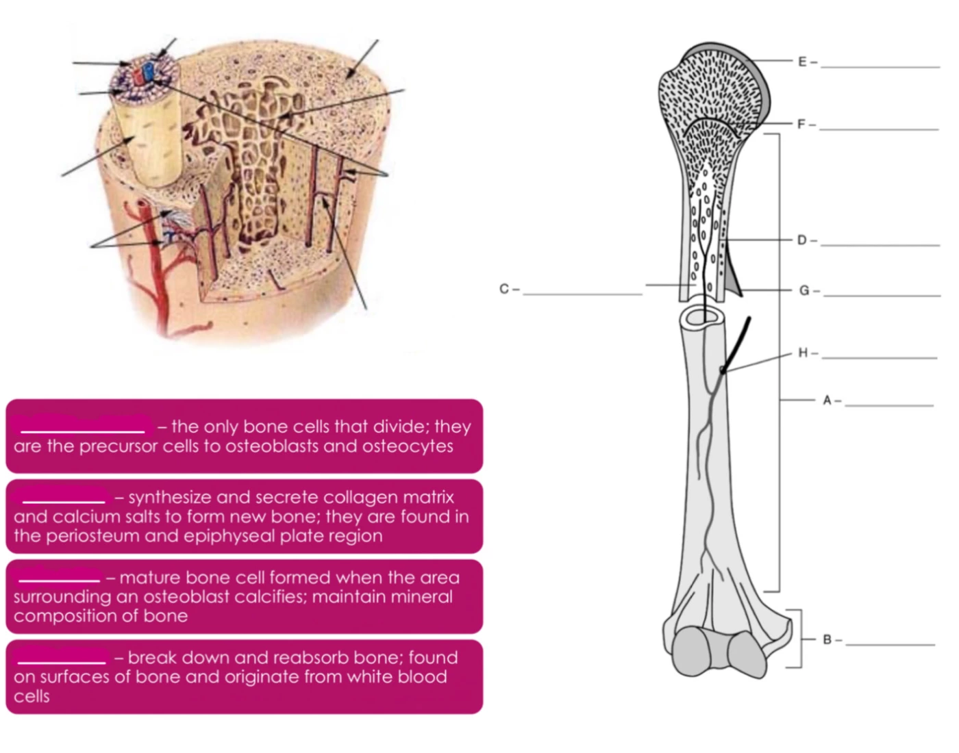 Bone Structure and Cells Quiz