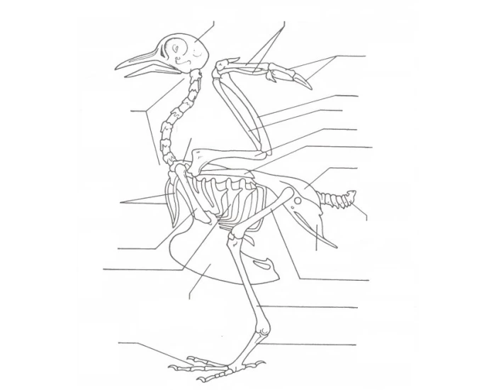 Sprawdzian Biologia Nowa Era Budowa Szkieletu szkielet ptaka Quiz