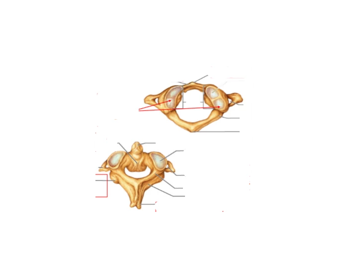 Atlas & Axis Anatomy Quiz